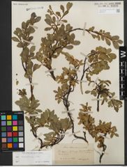 Foto von Salix kitaibeliana Willd.